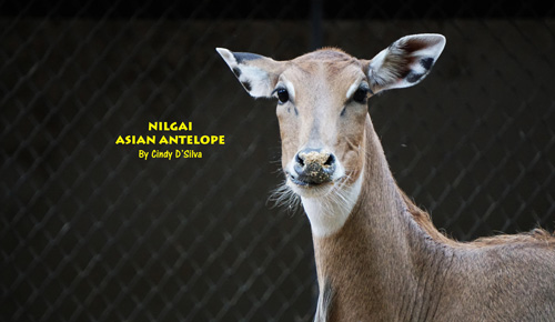 nilgai without horns