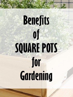 Square Pots for Gardening