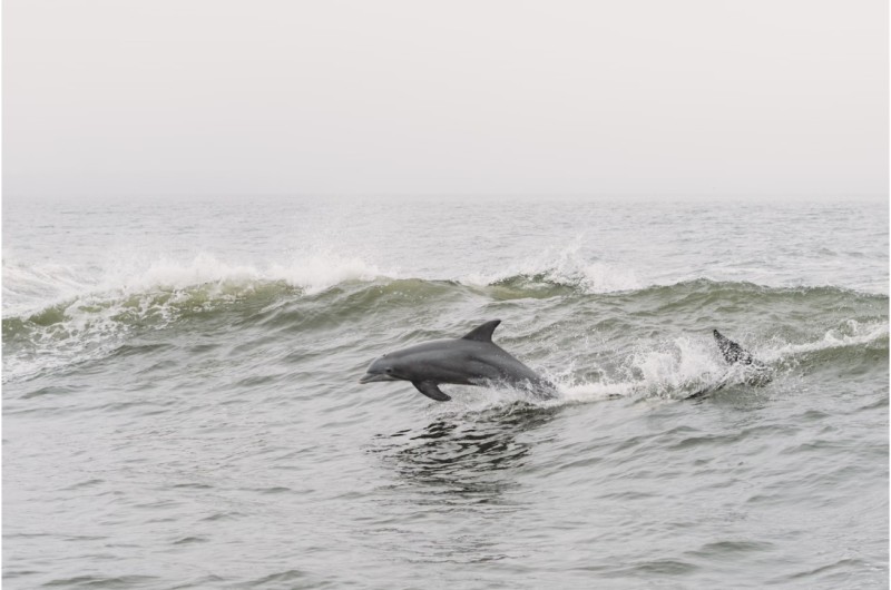THE BEST TIME TO GO ON A DOLPHIN CRUISE AT HILTON HEAD ISLAND