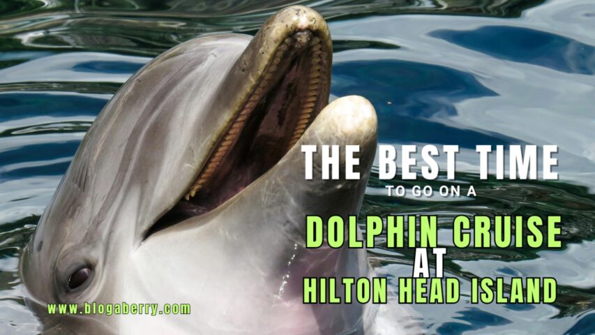 THE BEST TIME TO GO ON A DOLPHIN CRUISE AT HILTON HEAD ISLAND