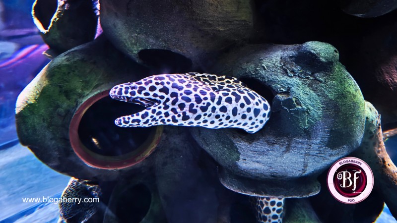 10 TIPS BEFORE VISITING THE ALL-NEW AQUARIUM PARADISE IN BANGALORE