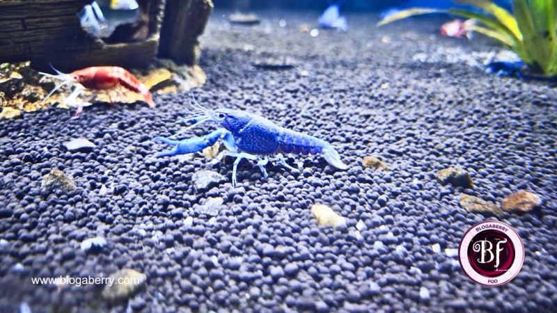 10 TIPS BEFORE VISITING THE ALL-NEW AQUARIUM PARADISE IN BANGALORE