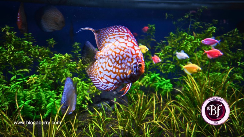 10 TIPS BEFORE VISITING THE ALL-NEW AQUARIUM PARADISE IN BANGALORE